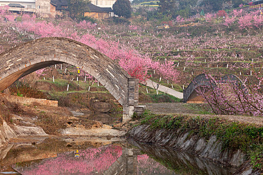 宜宾七星山光影桃花