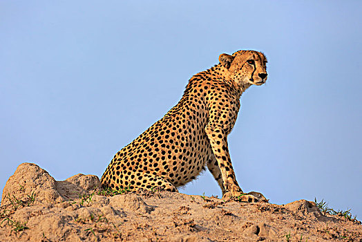 印度豹,猎豹,成年,警惕,看,山,沙子,禁猎区,克鲁格国家公园,南非,非洲