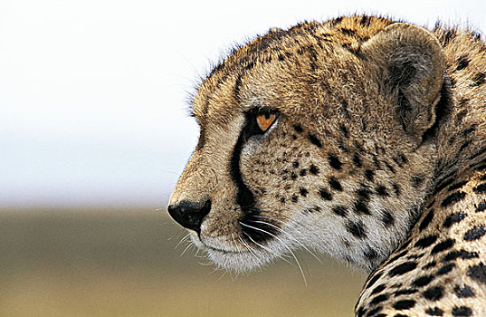 印度豹,猎豹,成人,头像,马赛马拉,公园,肯尼亚
