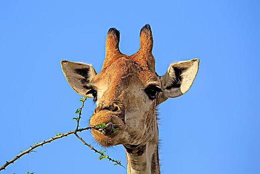 长颈鹿,成年,警惕,头像,吃,国家公园,纳塔耳,南非,非洲