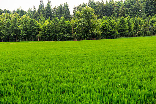 绿野,白鹭飞,田园风光