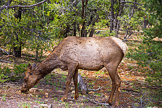 麋鹿,鹿,放牧,亚利桑那,大峡谷国家公园,美国