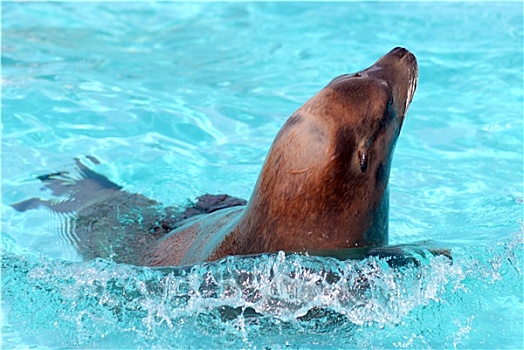 加州海狮,游泳,头像