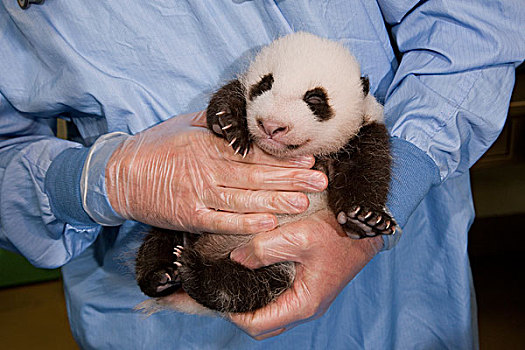 大熊猫,婴儿,拿,动物园,中国