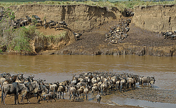 牧群,西部,泥,河岸,三角形,马赛马拉国家保护区,肯尼亚,非洲
