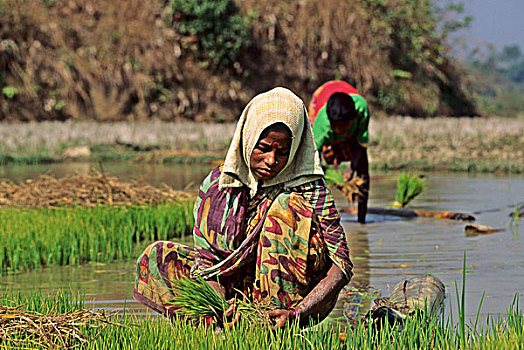 女人,种植,稻米,幼苗,地点,孟加拉