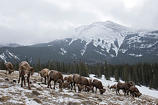 大角羊,喂食,冬天,碧玉国家公园,加拿大
