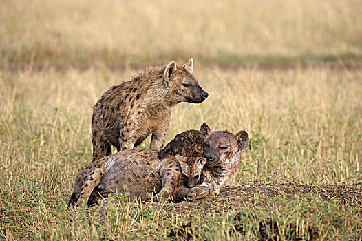 斑鬣狗,女性,幼兽,玩,马赛马拉国家保护区,肯尼亚,非洲