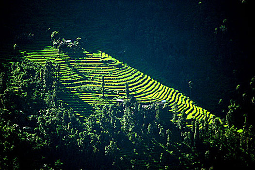 绿色,稻田,种植园,丰乳,近郊,印度,九月,2006年