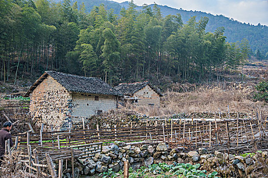 村庄,农村,草堆,房子,老屋,土墙,树,黄色,篱笆,小路,道路,稻草,山,蓝天,白云,石墙,鱼鳞云,牛,草,田地,农舍