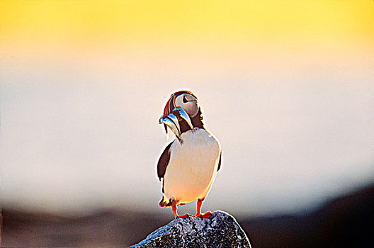 北极,大西洋角嘴海雀,拿着,鸟嘴