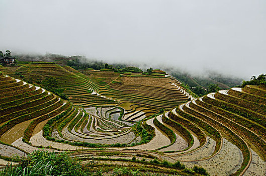 金坑梯田