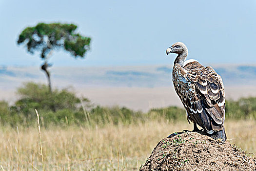 秃鹰,马赛马拉,肯尼亚,非洲