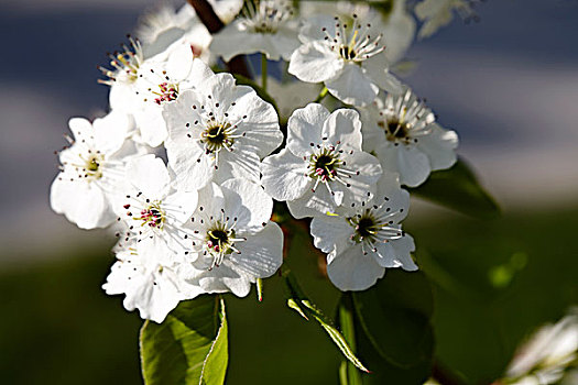 特写,梨树,花