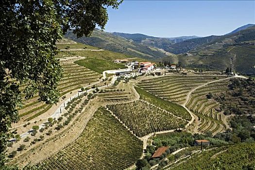 葡萄牙,山谷,俯视,古老,不动产,北方,杜罗河,欧洲,控制,酿酒,区域,世界
