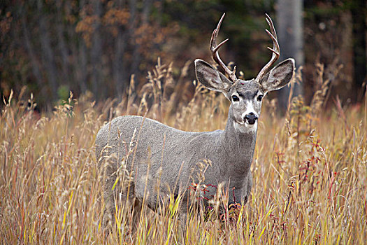 长耳鹿,骡鹿,公鹿,雄性,野玫瑰果,育空地区,加拿大