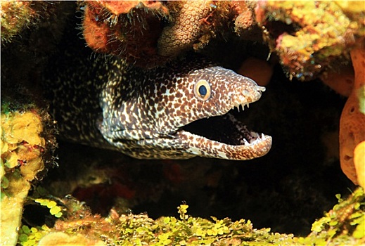 斑点,海鳗