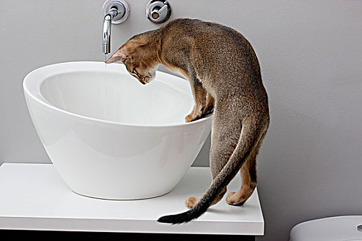 猫,看,水槽
