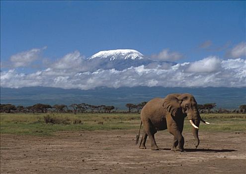 肯尼亚,安伯塞利国家公园,雄性