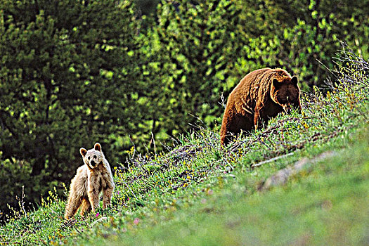 黑熊,母兽,加拿大,落矶山,艾伯塔省
