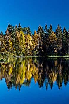 松树,蓝天,反射,湖,挪威