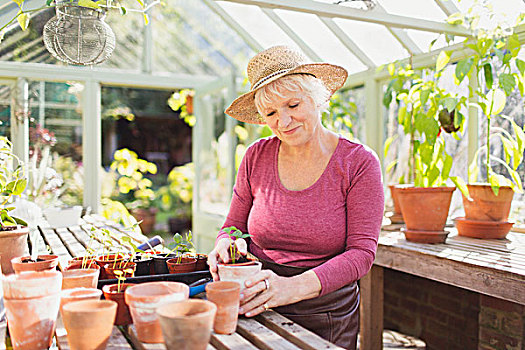 老年,女人,盆栽,植物,温室