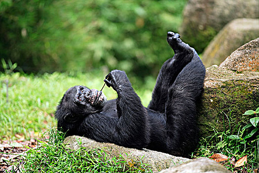 黑猩猩,成年,雄性,休息,躺,翘脚