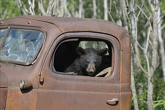 黑熊,卡车,明尼苏达,美国