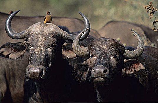 南非水牛,非洲水牛,牛椋鸟,克鲁格国家公园,南非,非洲
