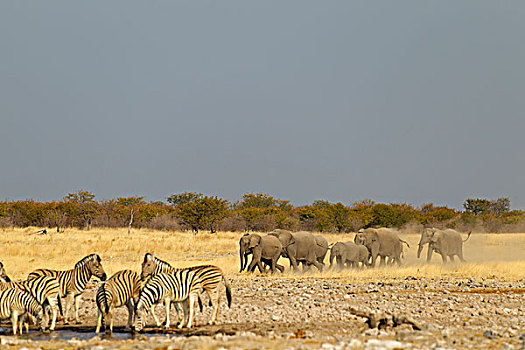 大象,斑马,水潭,纳米比亚