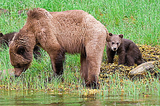 棕熊,母熊,茂密,莎草,草,防护,保存,北方,王子,北海岸,不列颠哥伦比亚省,加拿大