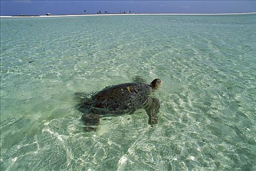 绿海龟,龟类,女性,离开,海滩,蛋,环礁,巴西