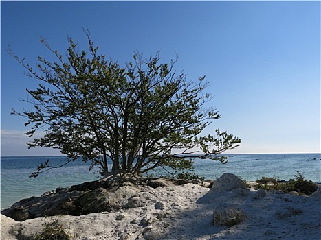 树,海岸