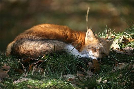 红狐,狐属,卷曲,向上,睡觉,区域,德国,欧洲