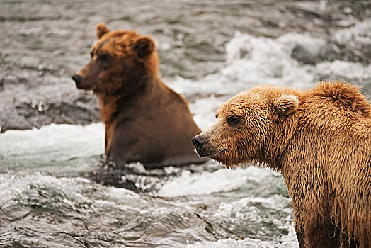 两个,棕熊,坐,浅,急流,布鲁克斯河,捕鱼,仰视,溪流,瀑布,阿拉斯加,美国
