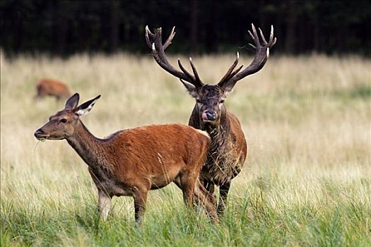 红色,杜鹿,跟随,雌鹿,赤鹿,高温,行为,雄性,雌性,鹿属,鹿
