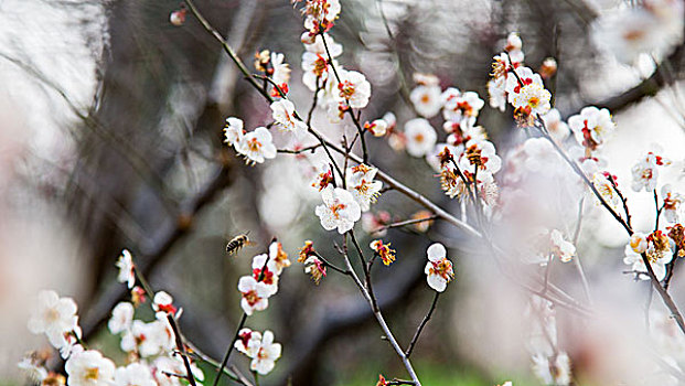 南京梅花山的梅花