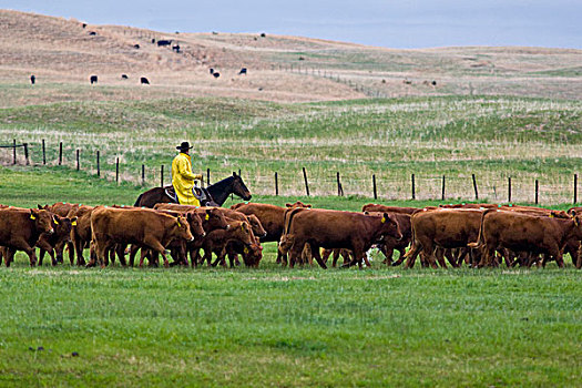 牛仔,红色,牛,草场,靠近,北方,普拉特河,美国,内布拉斯加州