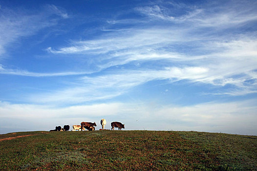 牧群,母牛,绿色,地点