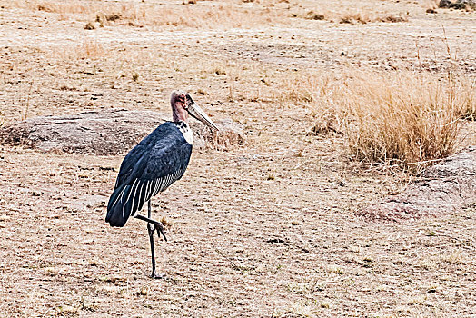 坦桑尼亚塞伦盖蒂草原红颈黑羽鹤生态景观