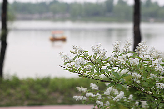 湖边丁香花