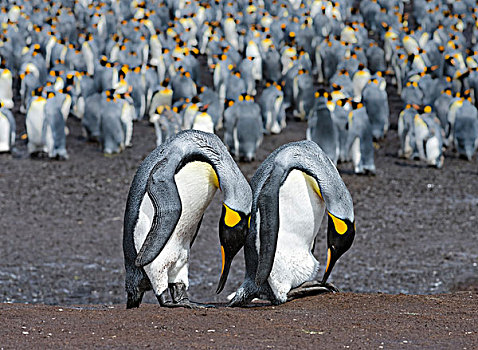 帝企鹅,福克兰群岛,南大西洋,示爱,大幅,尺寸