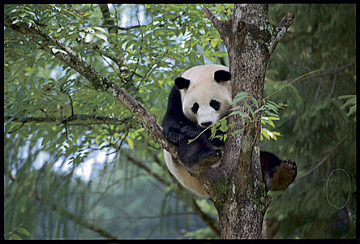 中国野生动物大熊猫