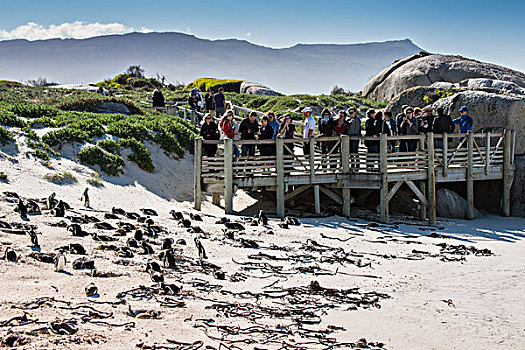 旅游,木板路,后面,企鹅,生物群,非洲企鹅,漂石,海滩,城镇,西海角,南非,非洲