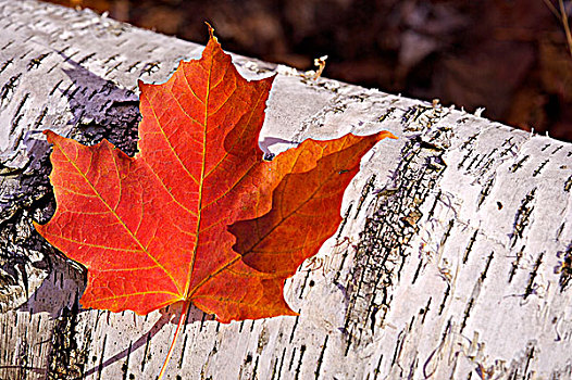 秋天,树林,道路,阿尔冈金省立公园,安大略省,加拿大