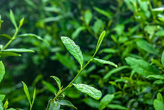 重庆天坪万亩茶叶基地茶树