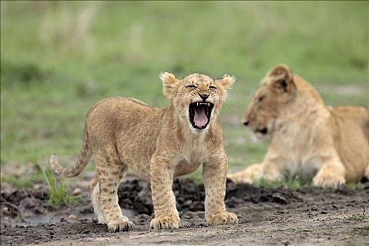 雌狮,狮子,幼兽,马赛马拉国家保护区,肯尼亚