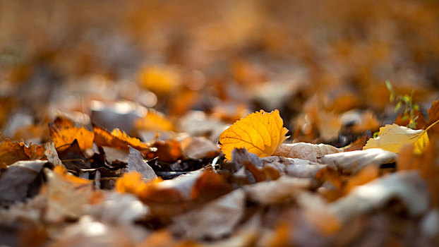 秋日霜降后杨树林里金黄的落叶