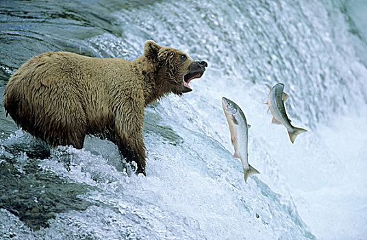 棕熊,阿拉斯加棕熊,抓住,三文鱼,布鲁克斯河,瀑布,卡特麦国家公园,阿拉斯加,美国
