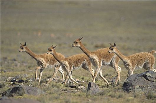 小羊驼,野生,安第斯,家族,速度,公里,钟点,南美大草原,自然保护区,秘鲁